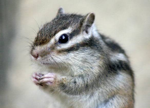動物図鑑・シマリス